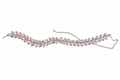 Pink Leaf Crystal Wave Waist Belt (Kamarband) | Adjustable Bridal Saree & Lehenga Belt